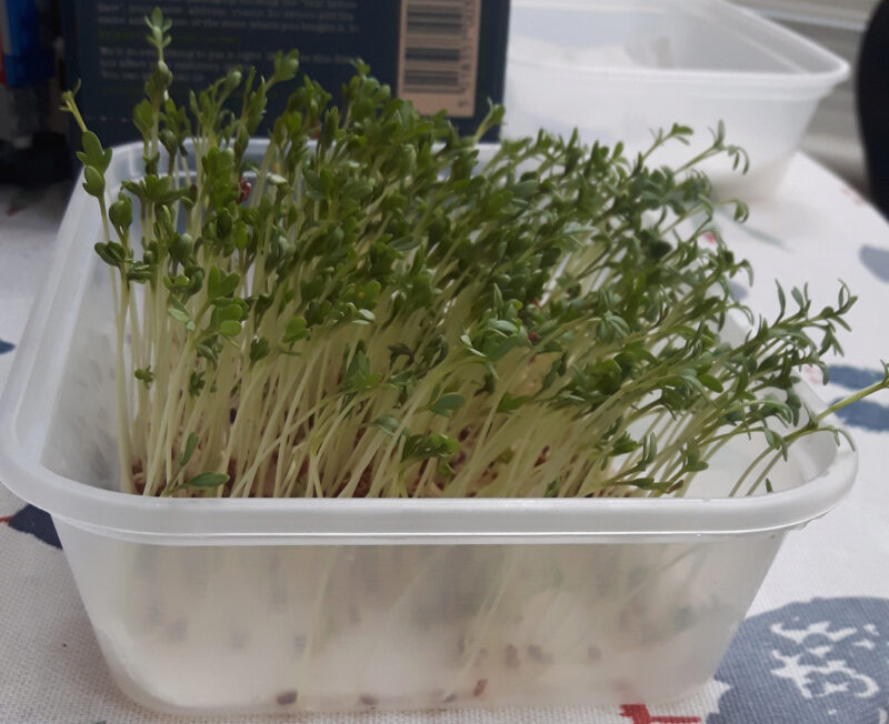 Alfalfa Seeds vs Garden Cress: What is the difference?